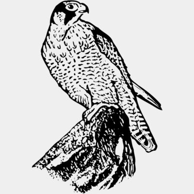 BIRD004 Thumbnail