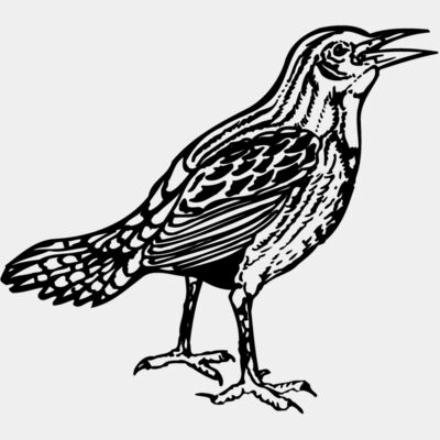 BIRD023 Thumbnail
