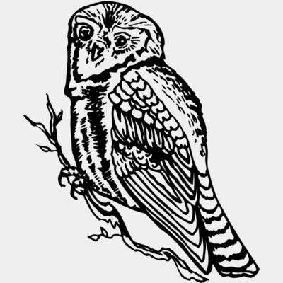 BIRD048 Thumbnail