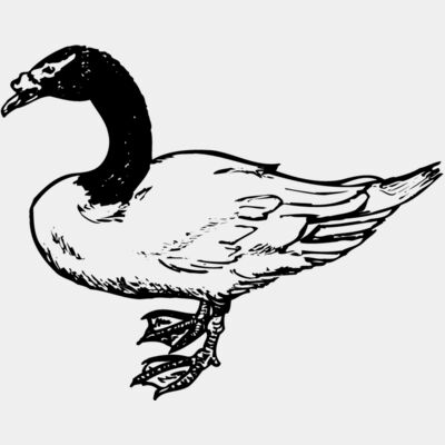 BIRD086 Thumbnail