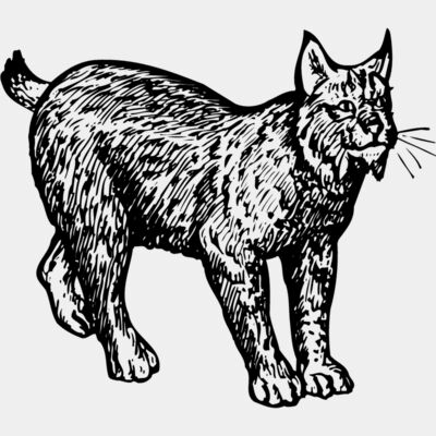 BOBCAT02 Thumbnail