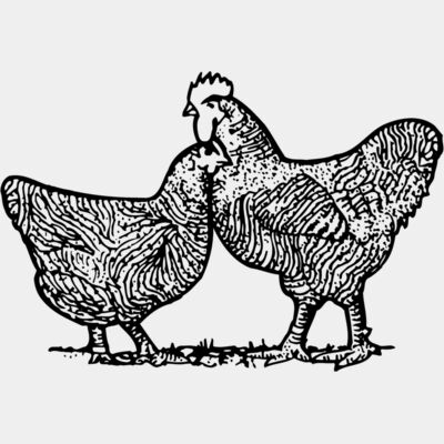 Chicken Thumbnail