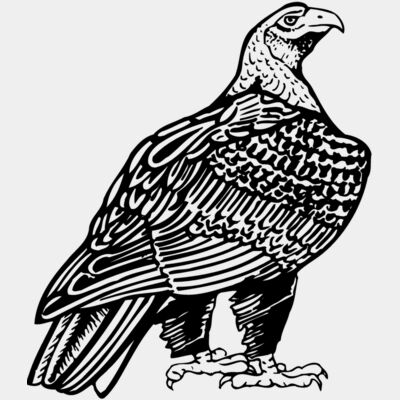 Eagle Thumbnail