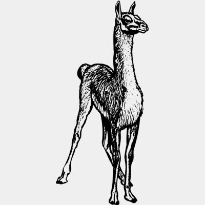 llama Thumbnail