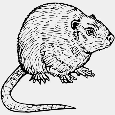Mice Thumbnail