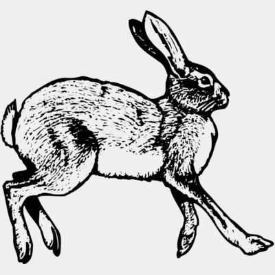 Rabbit Thumbnail