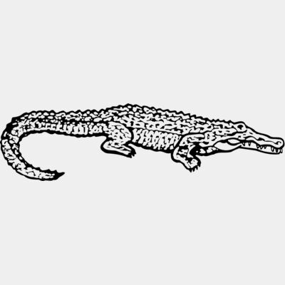 Alligator Thumbnail