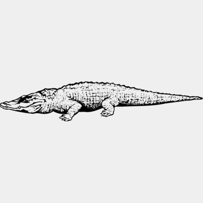 Crocodiles Thumbnail