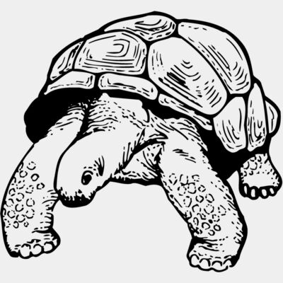 Turtles Thumbnail