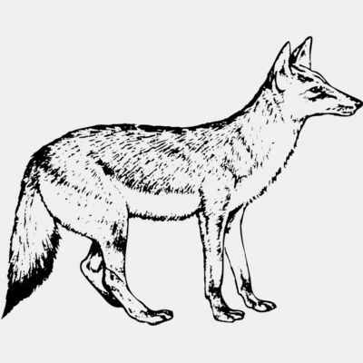 Wolves Thumbnail